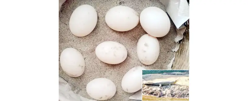 রাজশাহী চিড়িয়াখানায় ডিম দিয়েছে বিপন্ন প্রজাতির ঘড়িয়াল রাজশাহী চিড়িয়াখানায় ডিম দিয়েছে বিপন্ন প্রজাতির ঘড়িয়াল