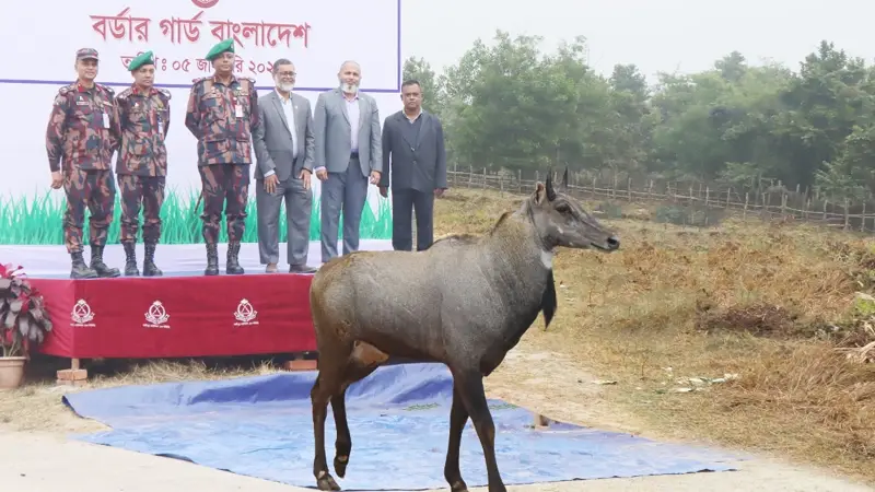 সীমান্তে উদ্ধার নীলগাইয়ের ঠাঁই হলো বঙ্গবন্ধু সাফারি পার্কে