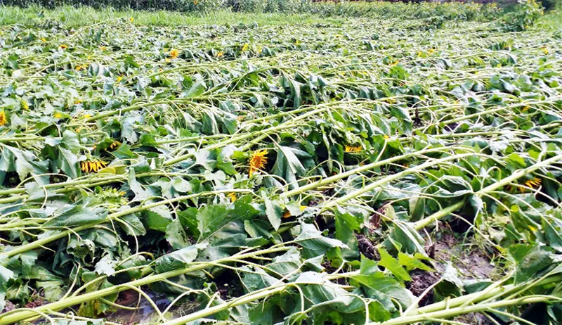 মুন্সীগঞ্জে কালবৈশাখী ফসলের ব্যাপক ক্ষতি মুন্সীগঞ্জে কালবৈশাখী ফসলের ব্যাপক ক্ষতি