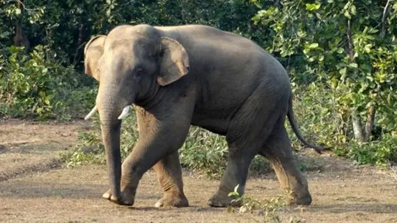 বাঁশখালীতে হাতির আক্রমণে নারীর মৃত্যু বাঁশখালীতে হাতির আক্রমণে নারীর মৃত্যু