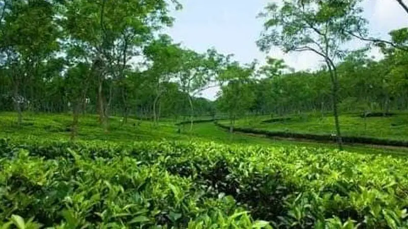 ফটিকছড়ির চা বাগানে সবুজের সমারোহ ফটিকছড়ির চা বাগানে সবুজের সমারোহ