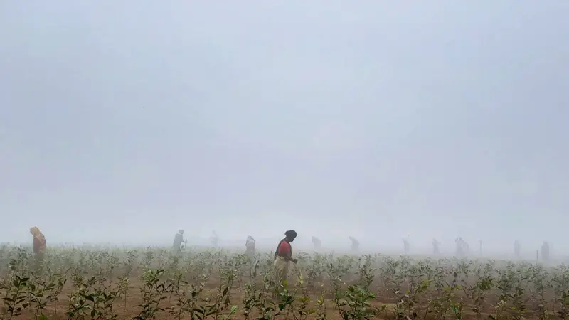 সর্বনিম্ন তাপমাত্রা শ্রীমঙ্গলে, বাড়বে শীতের তীব্রতা 