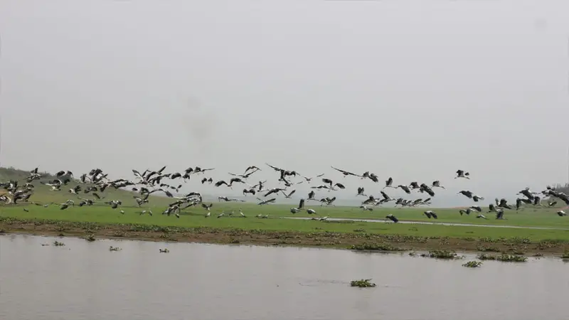 অসময়ে কাপ্তাই লেক শামুকভাঙ্গা পাখির কোলাহলে মুখরিত 