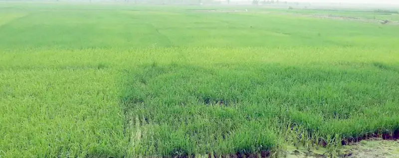 ভবদহে এবার বোরো আবাদ ভবদহে এবার বোরো আবাদ