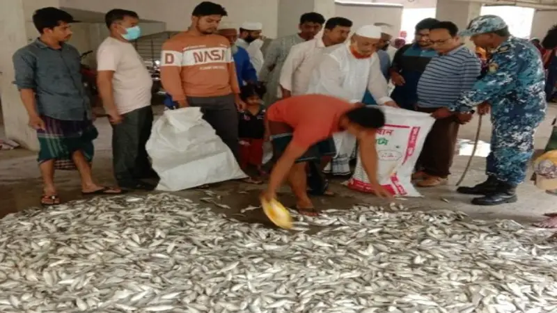 তিন হাজার ৫শ কেজি জাটকা জব্দ তিন হাজার ৫শ কেজি জাটকা জব্দ