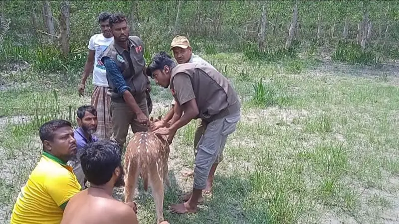 পানি পানে চরফ্যাশনের লোকালয়ে হরিণ পানি পানে চরফ্যাশনের লোকালয়ে হরিণ