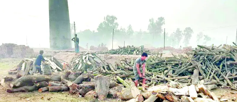 মির্জাপুরে নির্বিঘ্নে  কাঠ পুড়িয়ে ইট  বানানো হচ্ছে