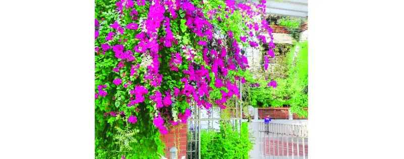 হালকা গোলাপি রঙের ফুল, বদলে দিয়েছে শহরের চেহারা হালকা গোলাপি রঙের ফুল, বদলে দিয়েছে শহরের চেহারা