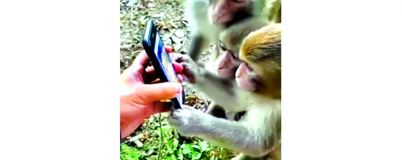 বানরও স্মার্টফোন চালায় বানরও স্মার্টফোন চালায়