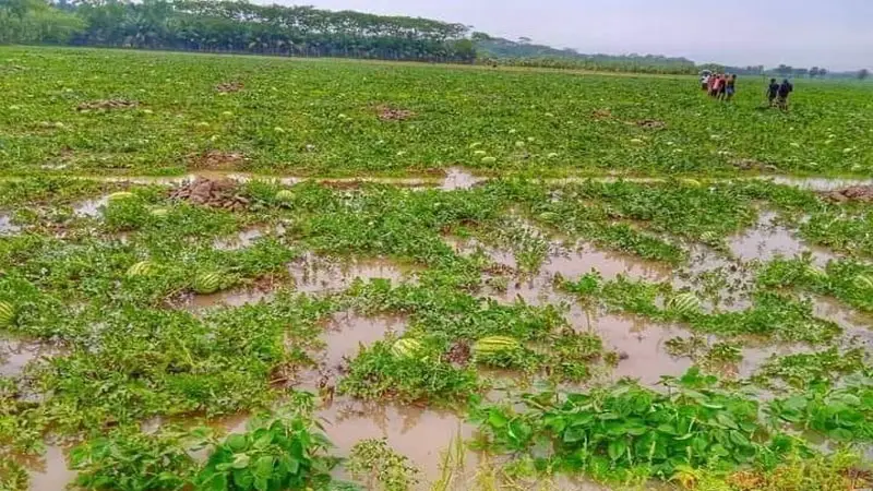 ভারী বর্ষণে আমতলীর তরমুজ চাষীরা বিপাকে