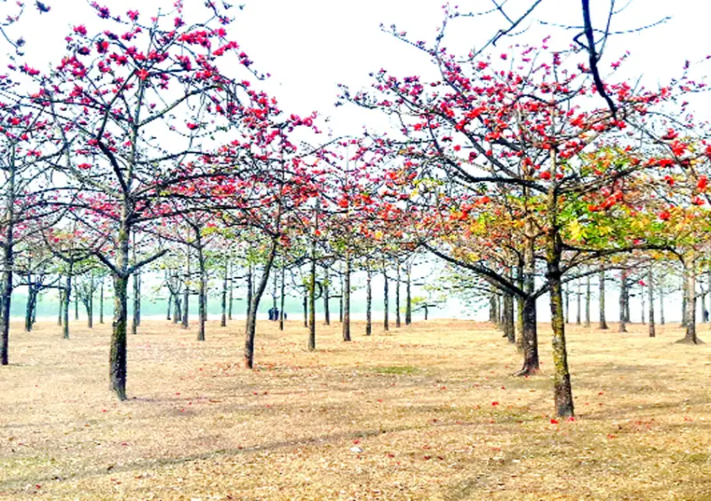 ফাগুনের জানান দিচ্ছে আগুন রাঙা শিমুল