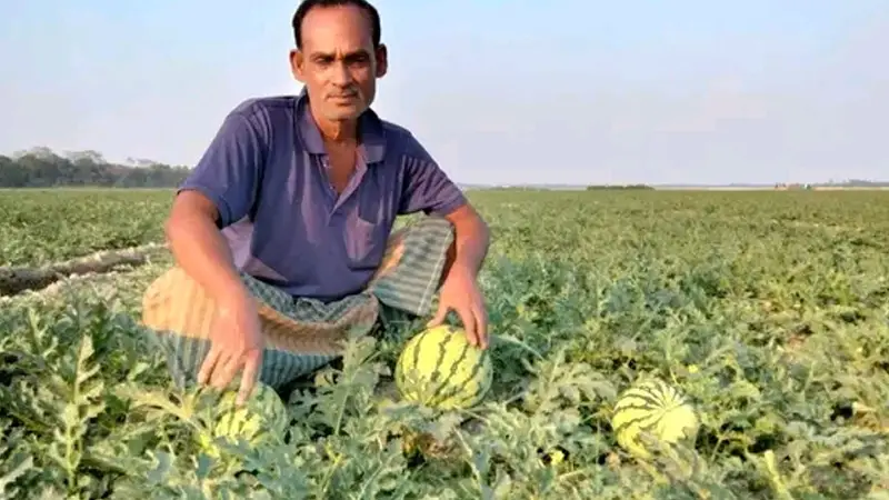 বাকেরগঞ্জে জমি লিজ নিয়ে বাণিজ্যিকভাবে তরমুজ চাষ