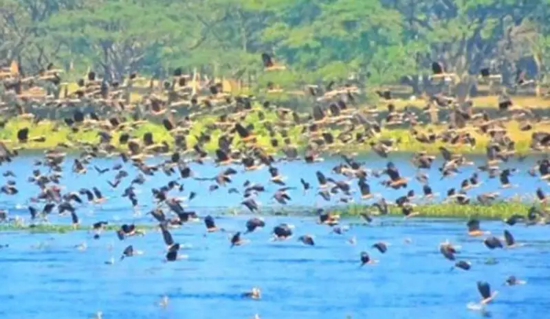 তিন বছর পর জাবিতে পাখিমেলা