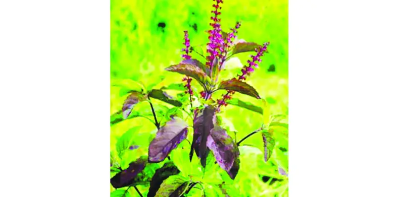 ঔষধি গাছের গুণাগুণ ঔষধি গাছের গুণাগুণ