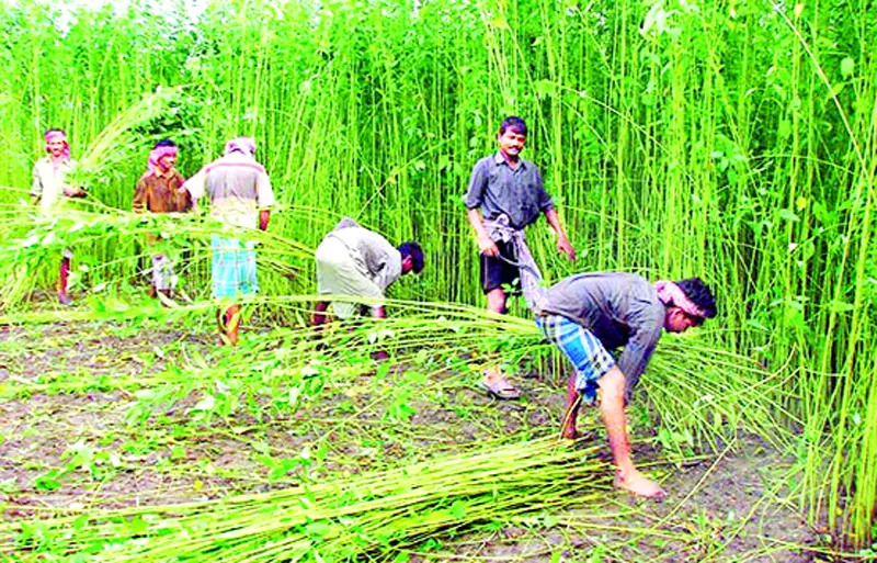সুদিনের প্রত্যাশায় পাট
