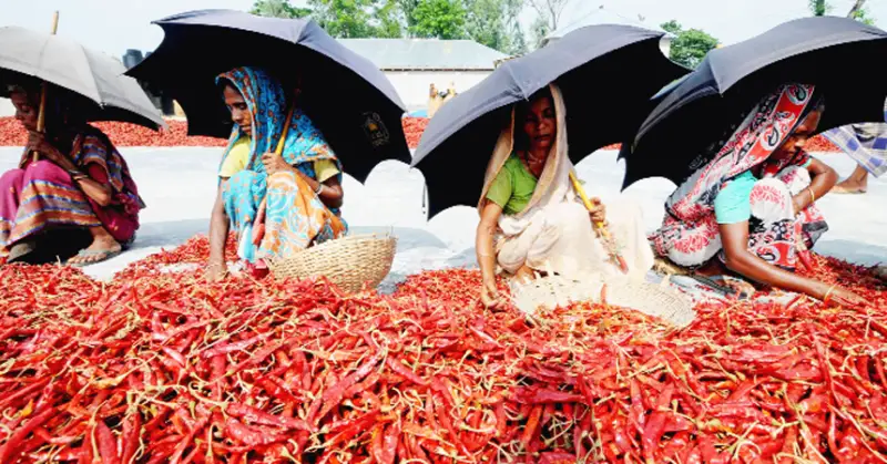 বগুড়ার লাল মরিচ, ঝালের