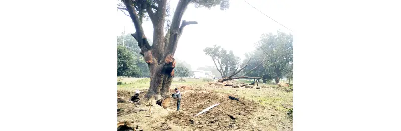 চাঁপাইনবাবগঞ্জের ফজলি আম অস্তিত্ব সংকটে চাঁপাইনবাবগঞ্জের ফজলি আম অস্তিত্ব সংকটে