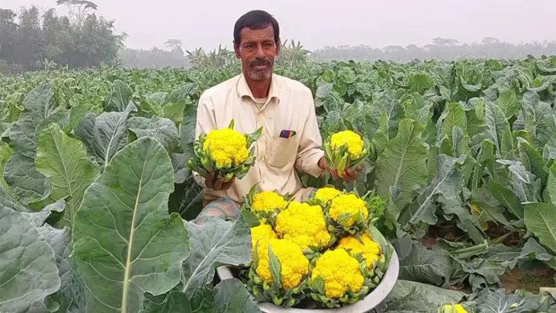 পুষ্টিগুণে সমৃদ্ধ রঙিন ফুলকপি 