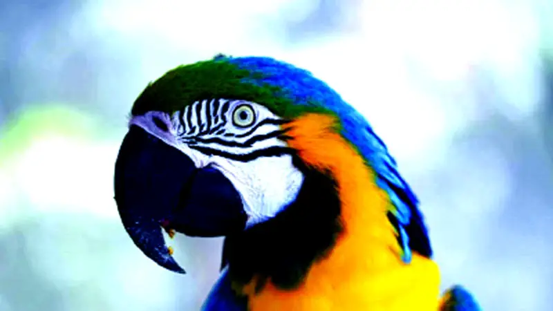 তোতার হামলায় তোতার হামলায়