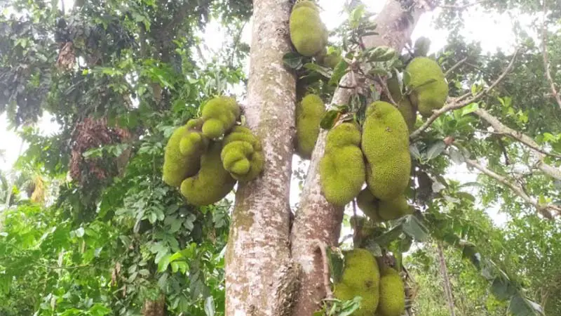 কাঁঠালের বাম্পার ফলন, দাম নিয়ে শঙ্কায় চাষিরা