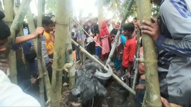 পাগলা মহিষের তান্ডবে নিহত ১, আহত ২৪