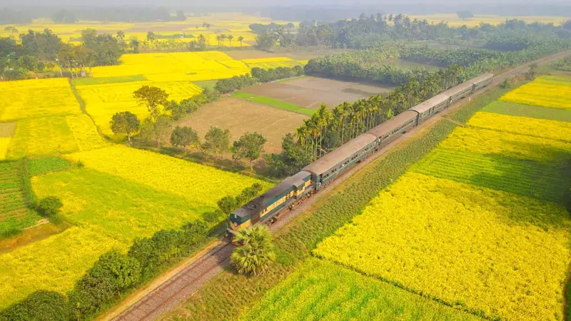 নীলফামারীর এক গ্রামেই তিনশত বিঘা জমিতে সরিষা আবাদ