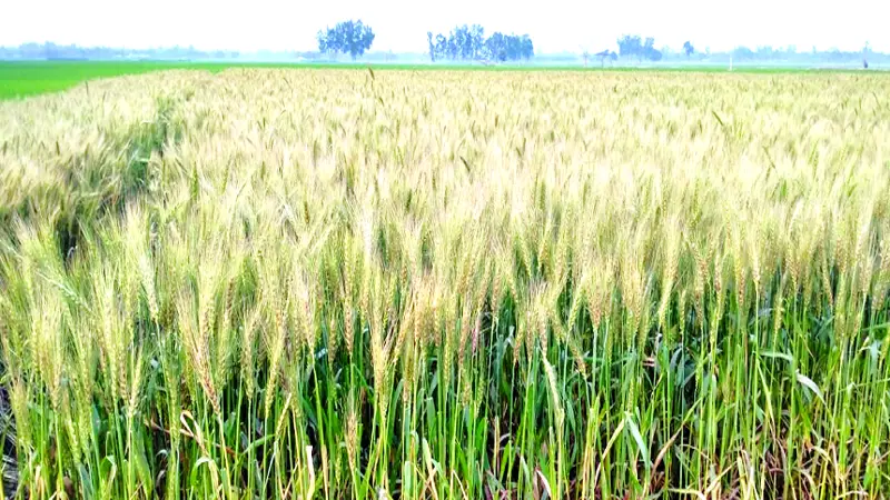 বিরামপুরে গমের আবাদ বেড়েছে বিরামপুরে গমের আবাদ বেড়েছে