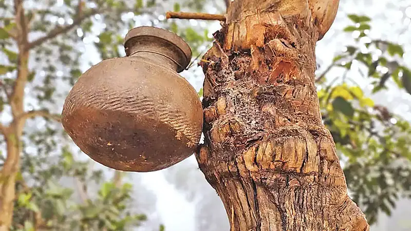 নিপাহ ভাইরাসে এবার শিশুর মৃত্যু নিপাহ ভাইরাসে এবার শিশুর মৃত্যু