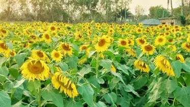 চাটমোহরে সূর্যমুখী চাষে কৃষকদের আগ্রহ বাড়ছে