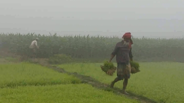 চুয়াডাঙ্গায় ফের কমছে তাপমাত্রা  