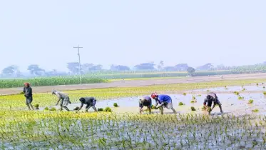 শীতের তীব্রতা কমায় বোরো ধান লাগাতে ব্যস্ত চুয়াডাঙ্গার কৃষকরা 