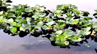 খালের কচুরিপানার নিচ থেকে বিদ্যুত প্লান্টের শ্রমিকের লাশ উদ্ধার