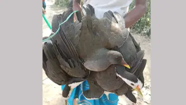 অতিথি পাখির মাংস দিয়ে পিকনিক!