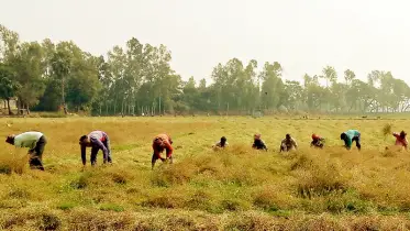 চাটমোহরে সরিষার ফলনে-দামে খুশি চাষিরা