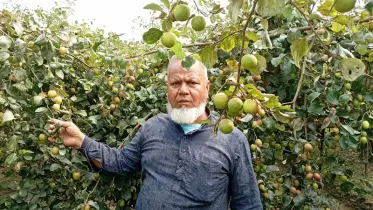 রাণীশংকৈলে বরই চাষে ভাগ্য বদল আমানুল্লাহর