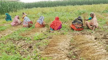 চলনবিলে রসুনের বাম্পার ফলন