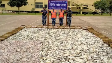 ভোলার মেঘনা নদী থেকে ১৩৮ মণ ইলিশ জব্দ