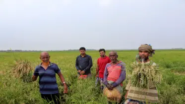 ব্রি ধান ২৮ ব্লাষ্ট রোগে আক্রান্ত, কৃষকরা বিপাকে 