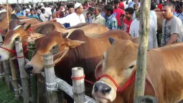 আফতাবনগরে গরুর হাট না বসানোর ইজারার কার্যক্রম স্থগিত