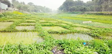 অস্তিত্ব সংকটে চলনবিল