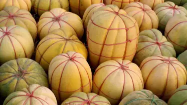 রায়পুরার চরাঞ্চলে বাঙ্গির বাম্পার ফলন