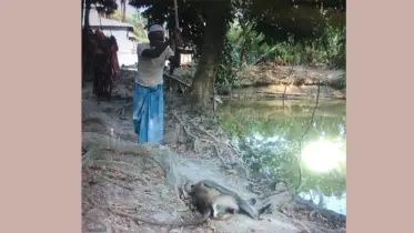 মুখপোড়া হনুমান হত্যার ঘটনায় বন বিভাগের মামলা