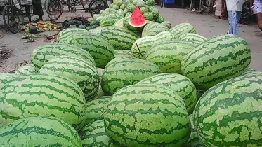 দক্ষিণাঞ্চলে ২৭ লক্ষাধিক টন তরমুজ উৎপাদন