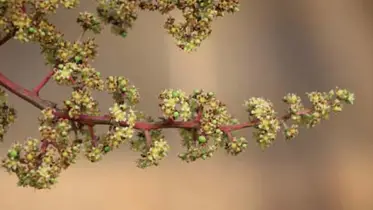আমের বাম্পার ফলন