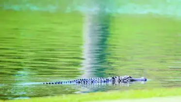 দরজা খুলতেই ...