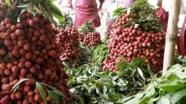 জমে উঠেছে লিচুর বাজার, দামে আগুন