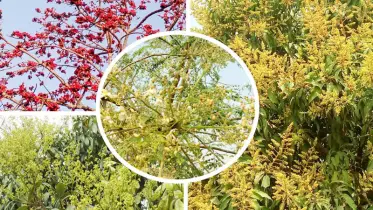 ঋতুরাজ বসন্তের আগমনী বার্তা দরজায় কড়া নাড়ছে