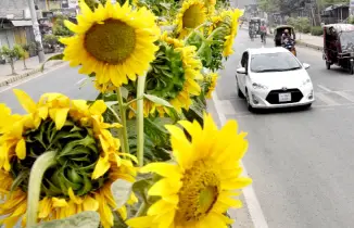 হুমকিতে দুই হাজার হেক্টর জমির বোরো