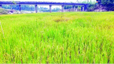 খননে শত কোটি টাকা জলে