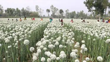 ঠাকুরগাঁওয়ে পেঁয়াজ বীজ উৎপাদনে লাভের আশা কৃষকের